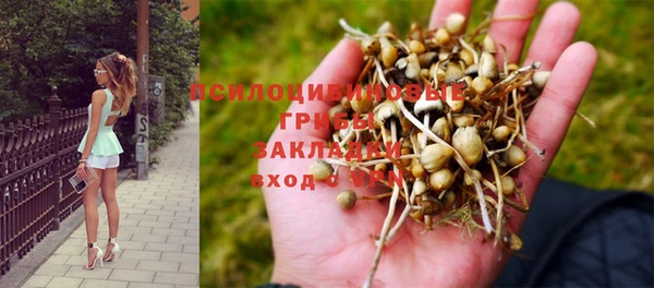 стаф Баксан